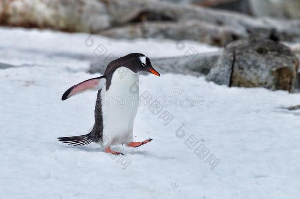 巴布亚企鹅步行通过雪