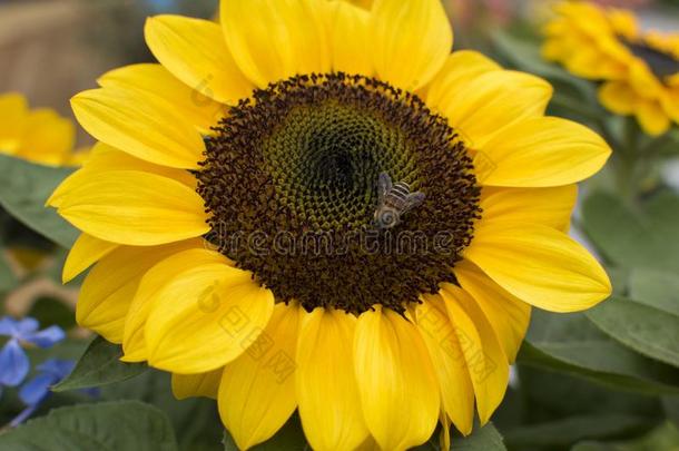 向日葵采用伟大的形状和黄色的...和一小的蜜蜂