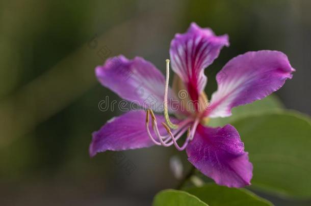 羊蹄甲属植物紫癜瀑布.花