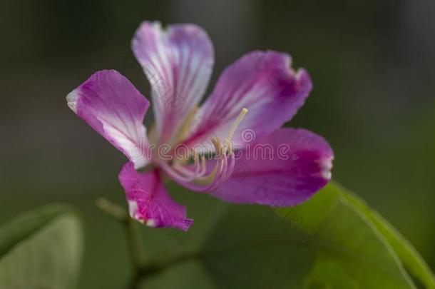 <strong>羊蹄</strong>甲属植物紫癜瀑布.花