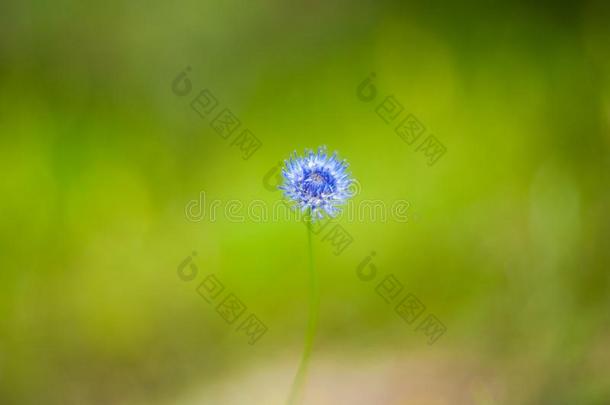 蓝色雪花莲和水珠落下特写镜头,春季花.蓝色花