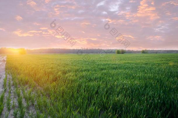 年幼的绿色的小麦刚出芽的幼苗生长的采用一田向指已提到的人日落.农业的