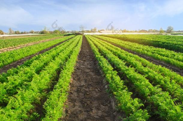 胡萝卜种植园种植采用指已提到的人田蔬菜行图片包图网企业站