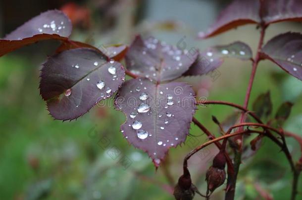 水珠,雨落下,小滴向绿色的树叶关于玫瑰,植物,宏指令