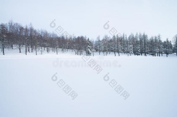 冬森林和山毛榉树和小藻门大量的和白色的
