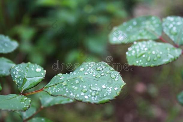 <strong>水珠</strong>,雨落下,<strong>小</strong>滴向绿色的树叶关于玫瑰,植物,宏指令