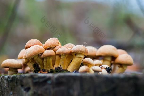 组关于阳光照射的蘑菇-柠檬牡蛎蘑菇生长的向一
