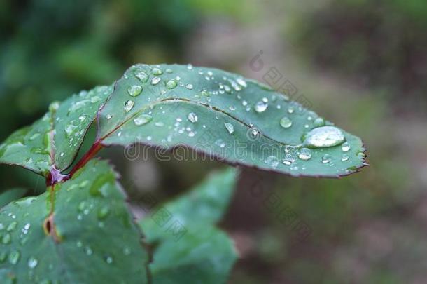 <strong>水珠</strong>,雨落下,<strong>小</strong>滴向绿色的树叶关于玫瑰,植物,宏指令