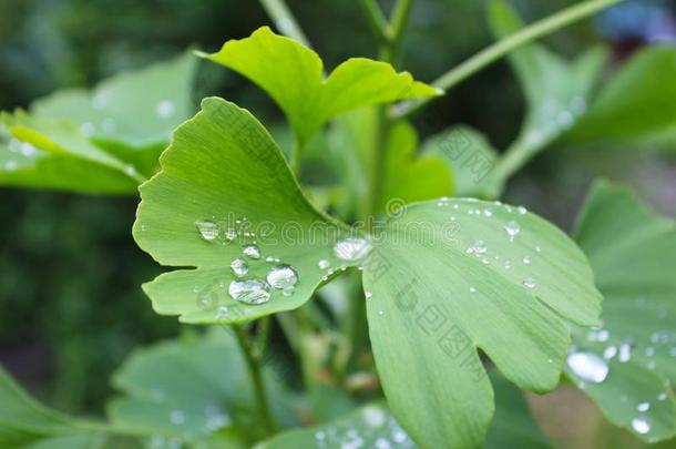 水珠,雨落下,小滴向绿色的树叶关于银杏树银杏通讯器