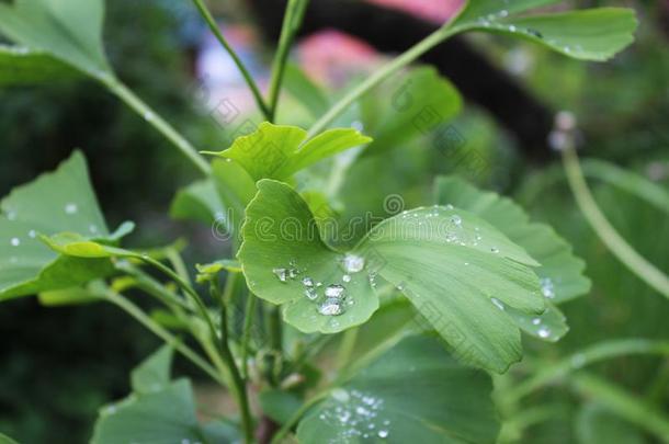 水珠,雨落下,小滴向绿色的树叶关于银杏树银杏通讯器