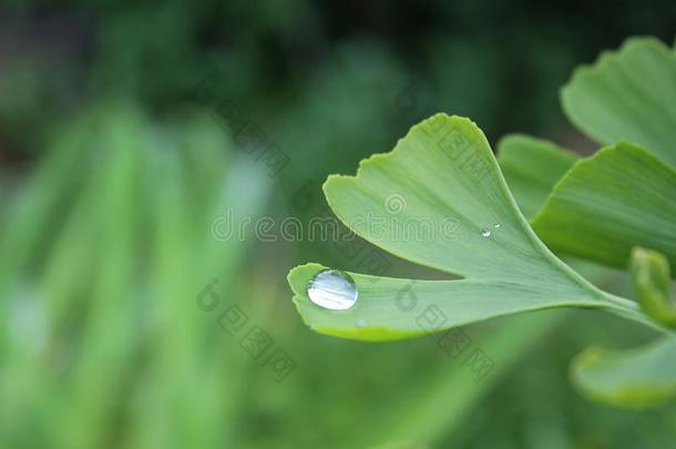 水珠,雨落下,小滴向绿色的树叶关于年幼的银杏树银杏
