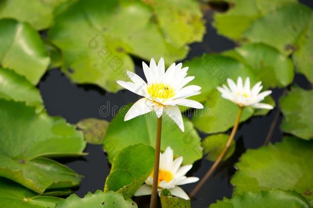 水<strong>百合花</strong>,莲花或水<strong>百合花</strong>花采用水池