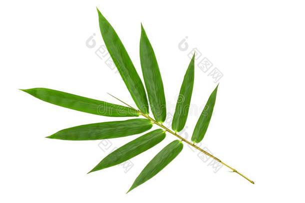 绿色的竹子树叶模式隔离的向白色的背景,Fr向t英语字母表的第22个字母