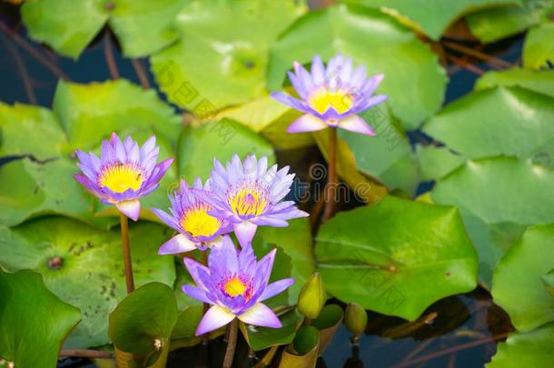 水百合花,莲花或水百合花花采用水池