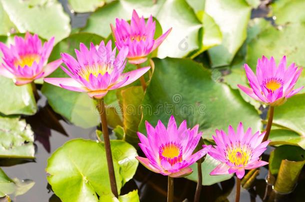 水百合花,莲花或水百合花花采用水池