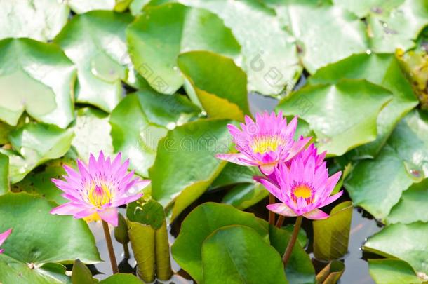 水百合花,莲花或水百合花花采用水池