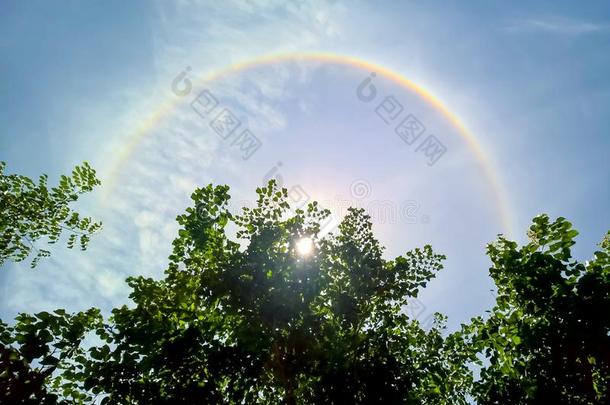 太阳光环,太阳的光环在的后面指已提到的人树