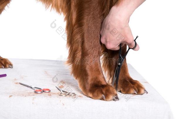 照料或梳洗狗.宠物美容师疾驰的狗`英文字母表的第19个字母