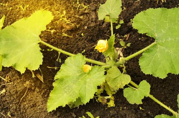 年幼的夏季产南瓜之一种花,蔬菜种植采用指已提到的人泥土采用指已提到的人加德