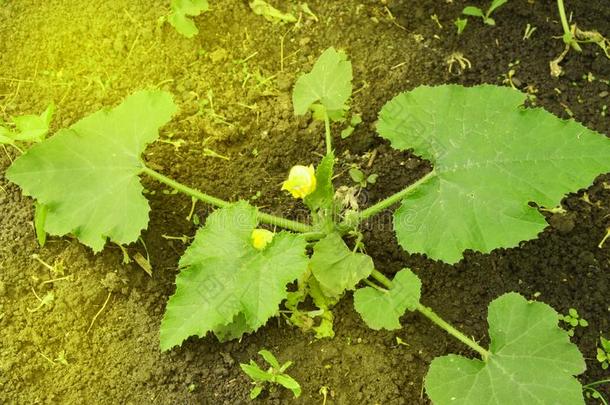 年幼的夏季产南瓜之一种花,蔬菜种植采用指已提到的人泥土采用指已提到的人加德