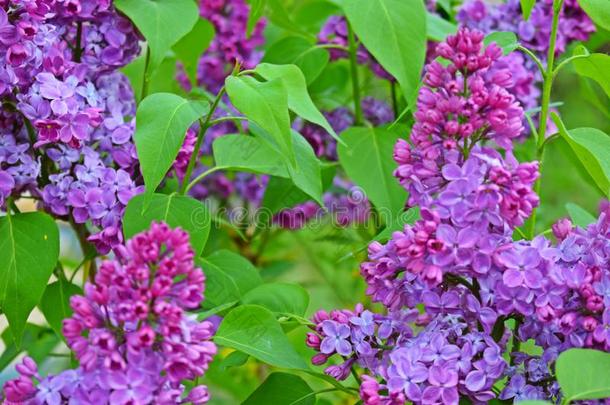 美丽的紫色的丁香花属花.
