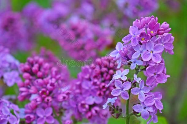 美丽的紫色的丁香花属花.