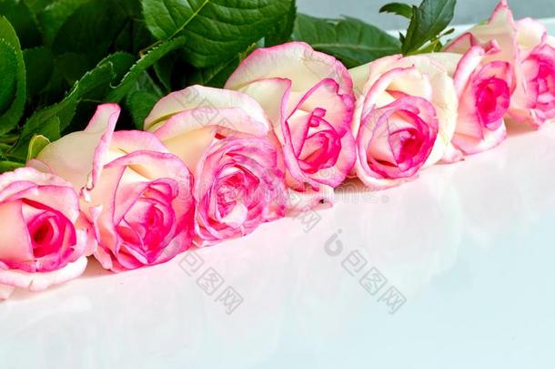 白色的玫瑰和红色的和粉红色的边向白色的背景