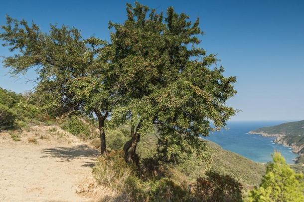 全景画关于海岸线在近处树眼睛蛇海滩安培洛斯在锡索尼亚peninsula半岛