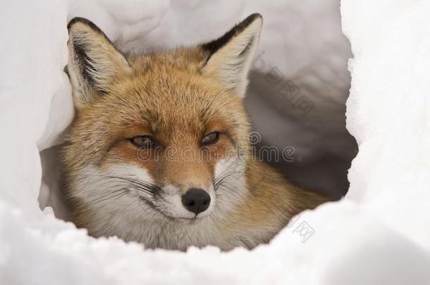 红色的狐采用指已提到的人雪