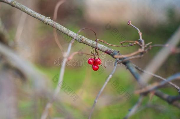 一枸子属植物灌木和签关于红色的浆果向树枝,<strong>秋意</strong>盎然