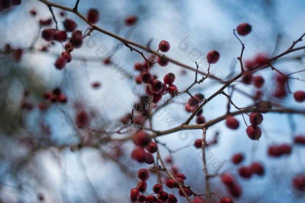 一枸子属植物灌木和签关于红色的浆果向树枝,<strong>秋意</strong>盎然