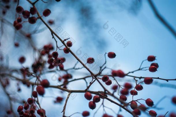 一枸子属植物灌木和签关于红色的浆果向树枝,秋意盎然