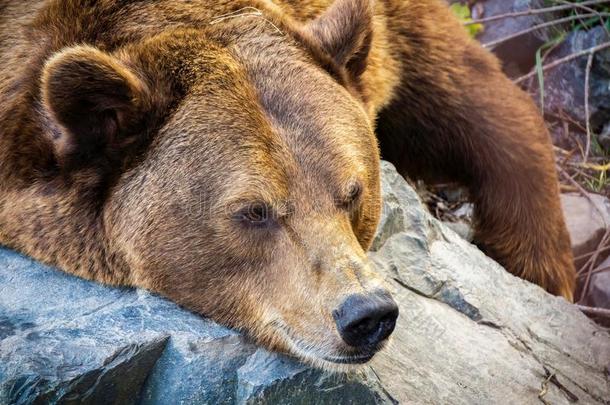 肖像关于一eurasi一棕色的熊,熊属大小熊星座统称大小熊星座统称
