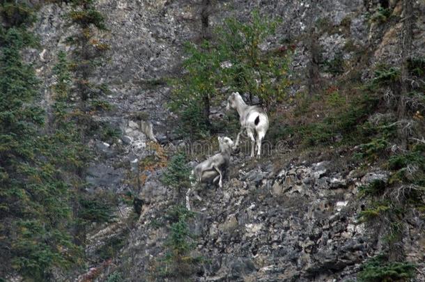 石头山sheep羊美国阿拉斯加州公路重电子加拿大