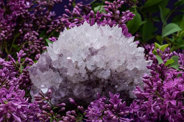 针石英和紫蓝色宝石样品被环绕着的在旁边紫色的丁香花属