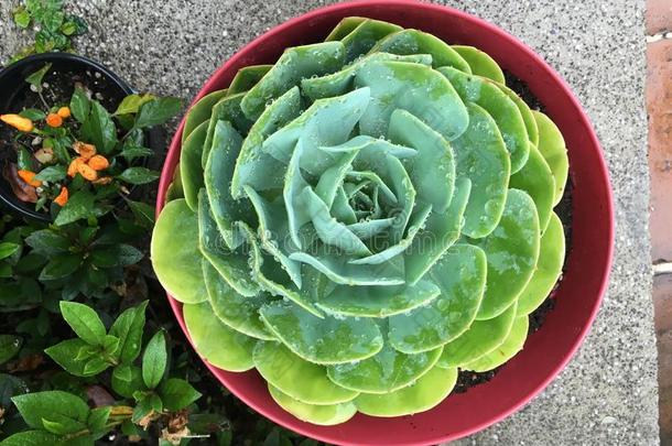 绿色的盆栽的植物多汁的花同样地装饰