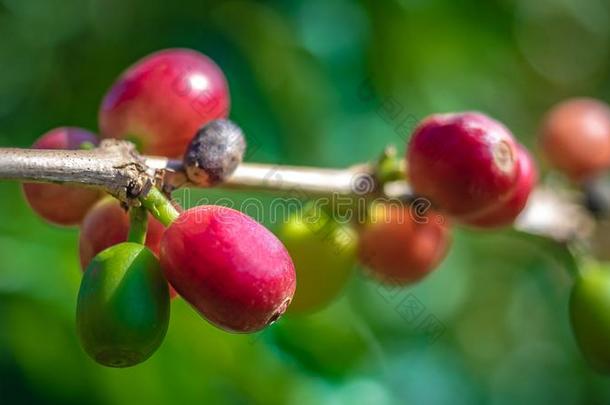 生长的新鲜的红色的樱桃咖啡豆豆
