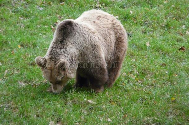 美丽的欧洲的棕色的熊,熊属大小熊星座统称.