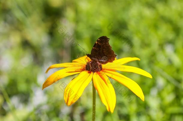 金光菊属植物赫塔或黑的-有眼的苏珊植物采用夏公园.棕色的
