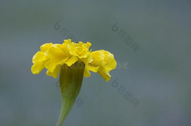 金色的菊花,秋菊花,菊花物质