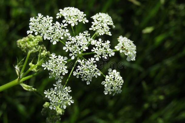 花峨参属西尔维斯特里斯