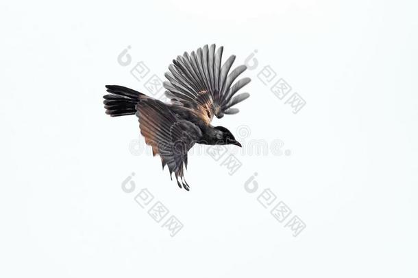 关在上面煤烟熏黑的-有头的<strong>夜莺</strong>鸟是（be的三单形式飞行的隔离的向白色的波黑