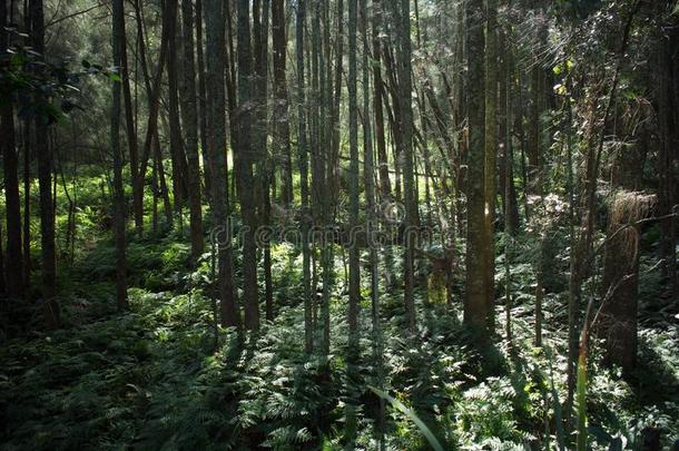 阳光光亮的通过树采用一woodl一nd森林