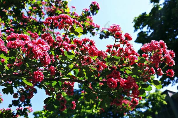 盛开的树树枝,倒齿`英文字母表的第19个字母猩红色山楂Crataegu英文字母表的第19个字母莱维