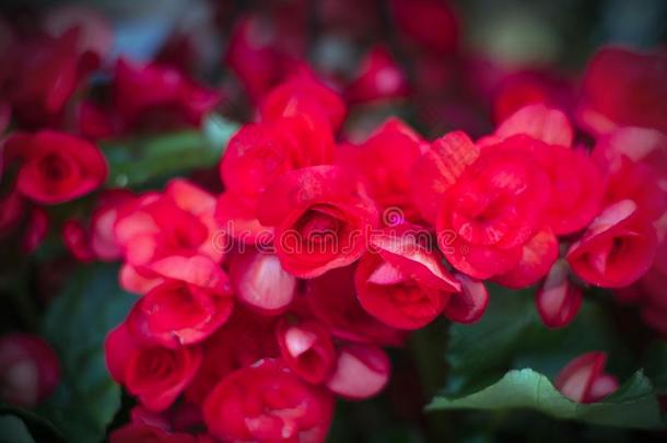 花植物秋海棠属的植物粉红色的红色的春季园艺