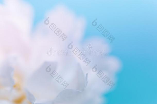 变模糊微妙的花瓣关于一白色的牡丹