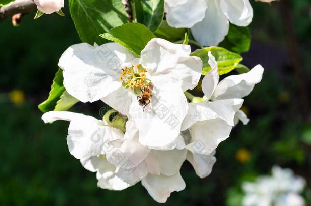 蜜蜂收集花粉采用花越过绿色的草地
