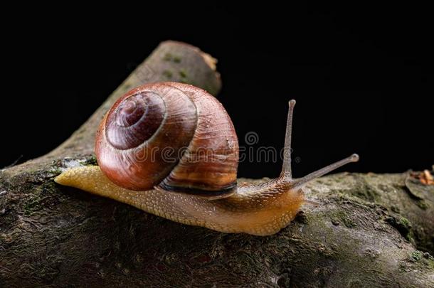 一小的蜗牛蜗牛向一块关于木材.缓慢地cr一wling蜗牛winter冬天
