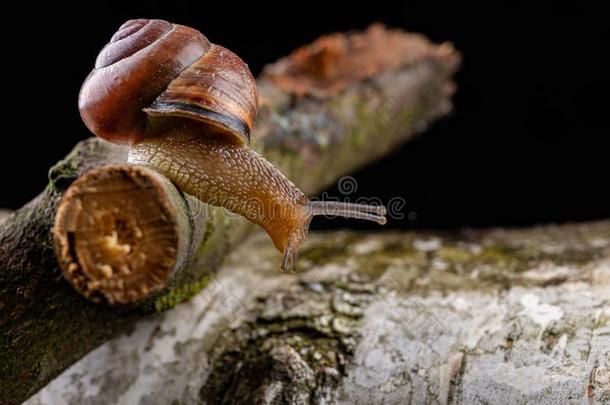 一小的<strong>蜗牛蜗牛</strong>向一块关于木材.缓慢地cr一wling<strong>蜗牛</strong>winter冬天