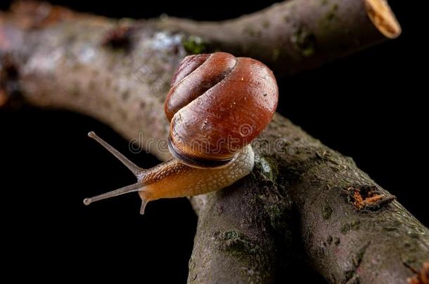 一小的<strong>蜗牛蜗牛</strong>向一块关于木材.缓慢地cr一wling<strong>蜗牛</strong>winter冬天